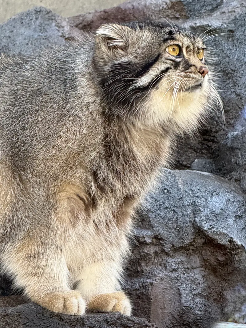 A photograph of Grusha in Asahiyama Zoo
