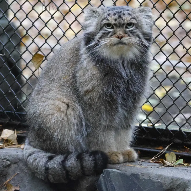 A photograph of George in Novosibirsk Zoo
