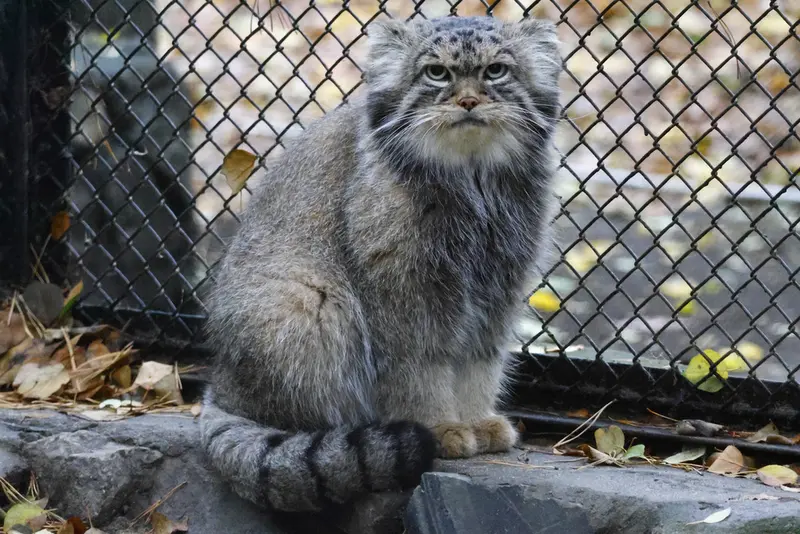 A photograph of George in Novosibirsk Zoo
