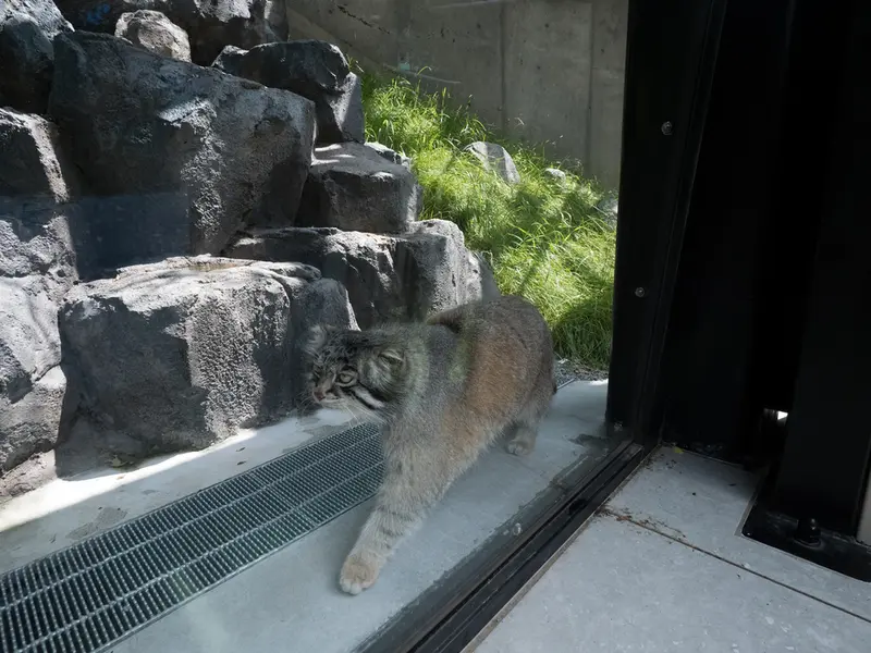 A photograph of Grusha in Asahiyama Zoo