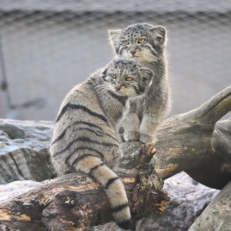 A photograph of Sten and Saimi in Korkeasaari Zoo