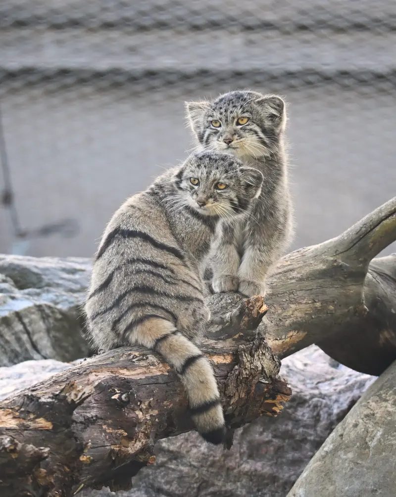 A photograph of Sten and Saimi in Korkeasaari Zoo