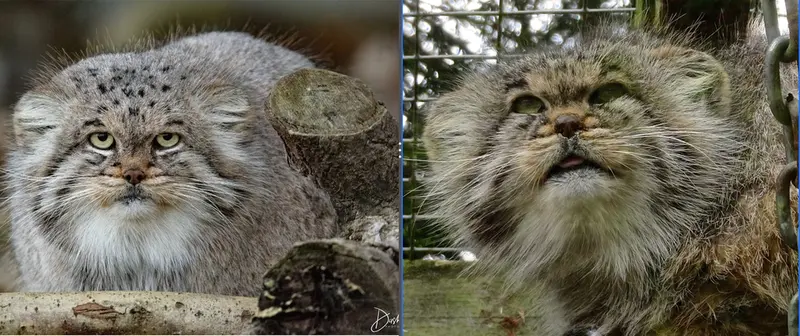 A photograph of a Pallas's cat