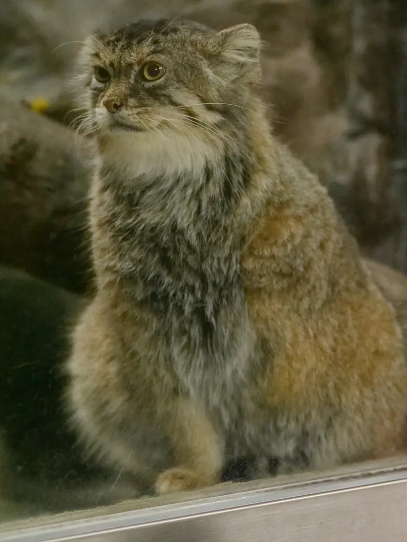 A photograph of a Pallas's cat