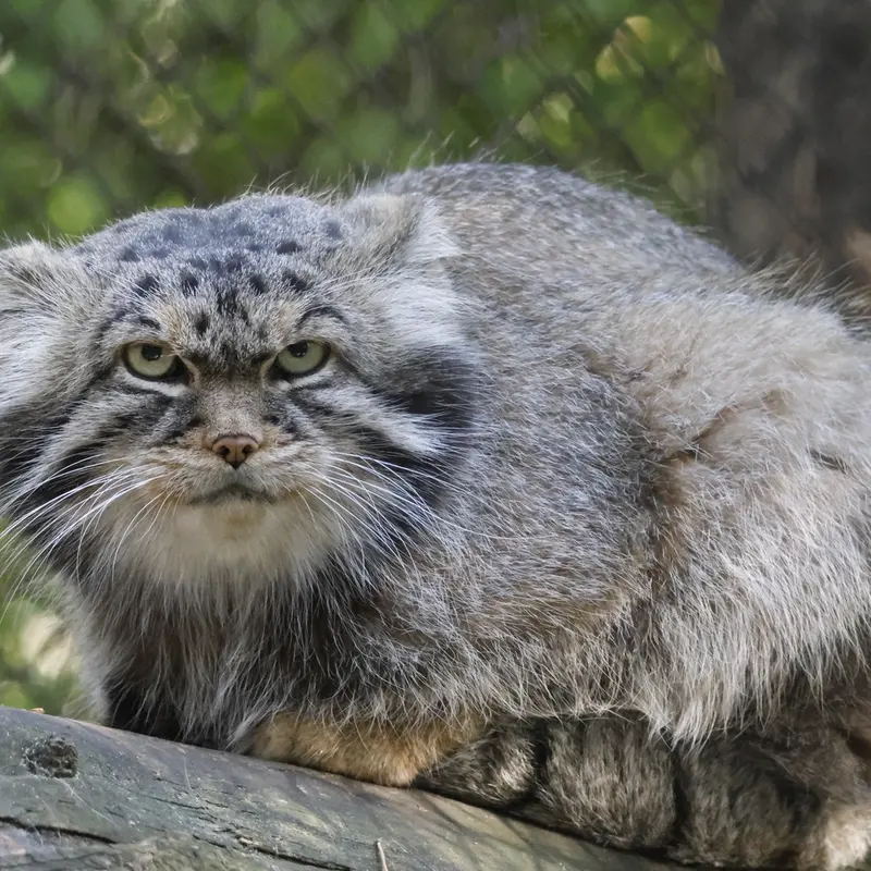 A photograph of George in Novosibirsk Zoo