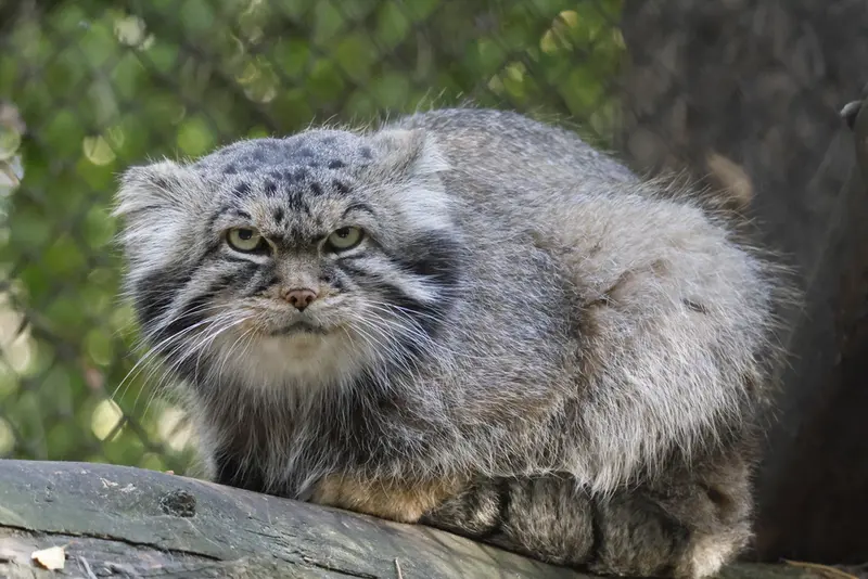 A photograph of George in Novosibirsk Zoo