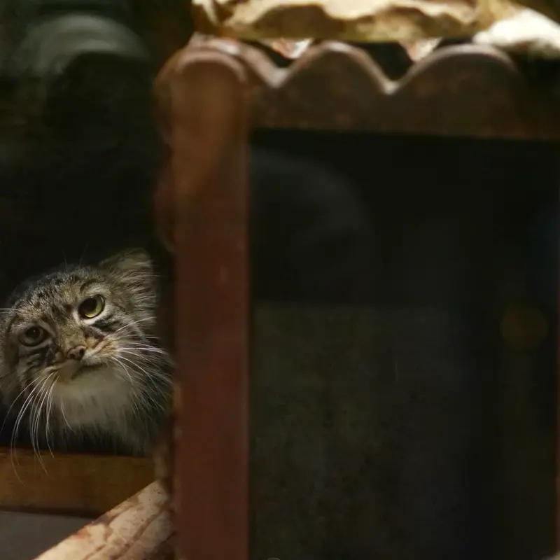 A photograph of Shafran in Ueno Zoological Gardens