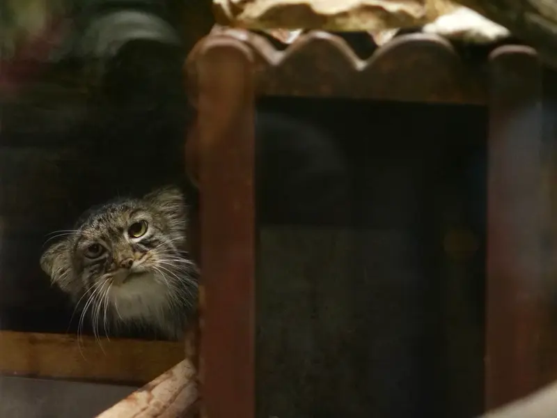 A photograph of Shafran in Ueno Zoological Gardens