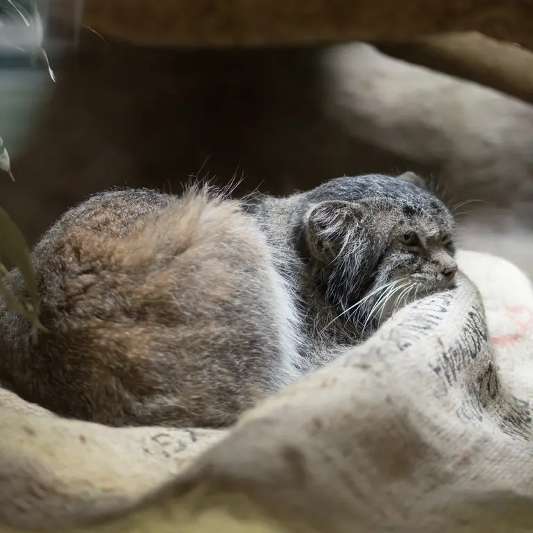 A photograph of Klyon in Ueno Zoological Gardens