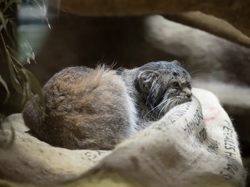 A photograph of Klyon in Ueno Zoological Gardens
