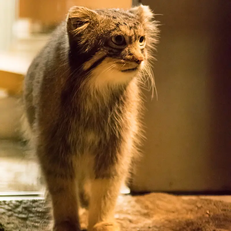 A photograph of Figa in Nogeyama Zoo