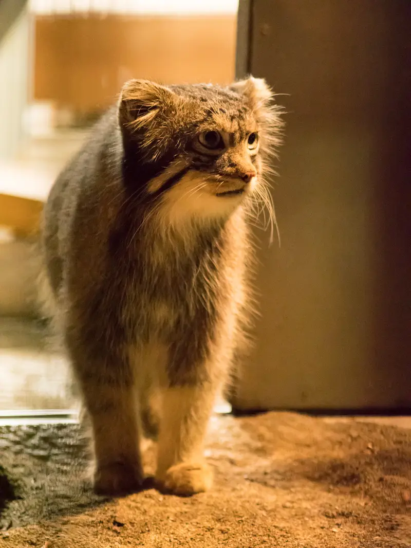 A photograph of Figa in Nogeyama Zoo