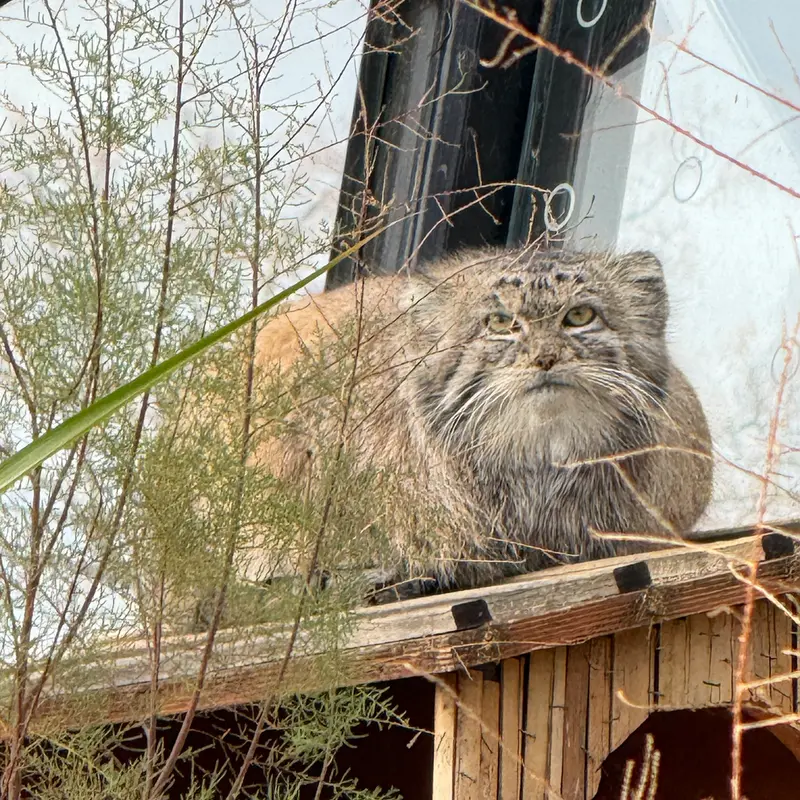A photograph of Spay in Prague Zoo