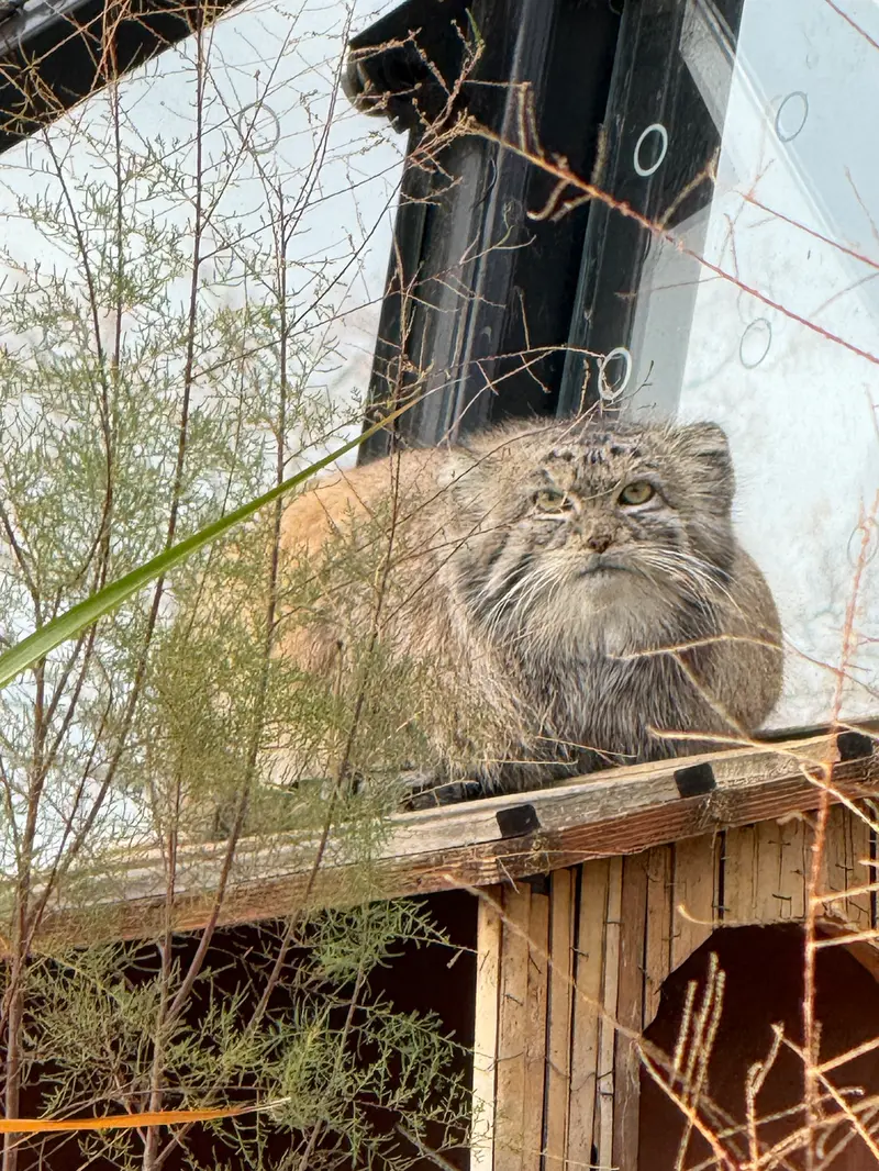 A photograph of Spay in Prague Zoo