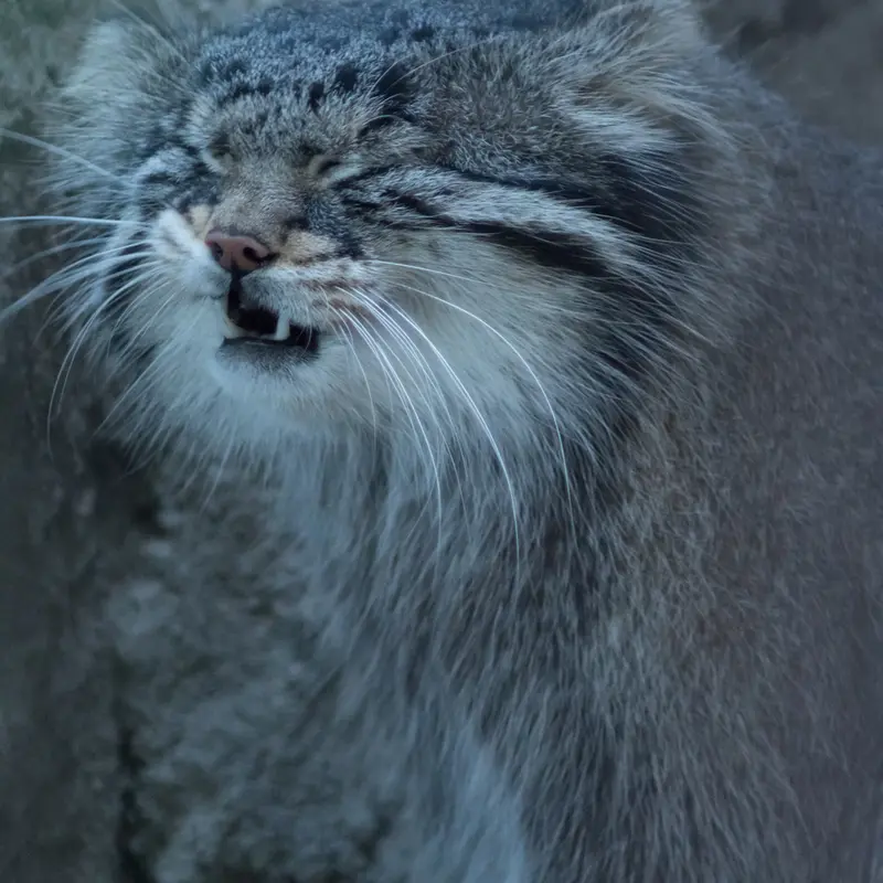 A photograph of Figa in Nogeyama Zoo