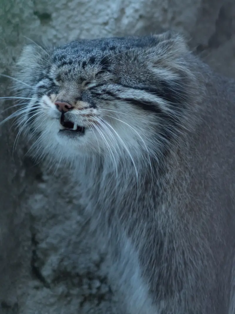 A photograph of Figa in Nogeyama Zoo