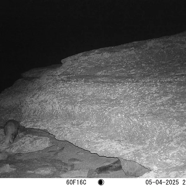 A photograph of Asian badger from Bektauata 1 camera trap
