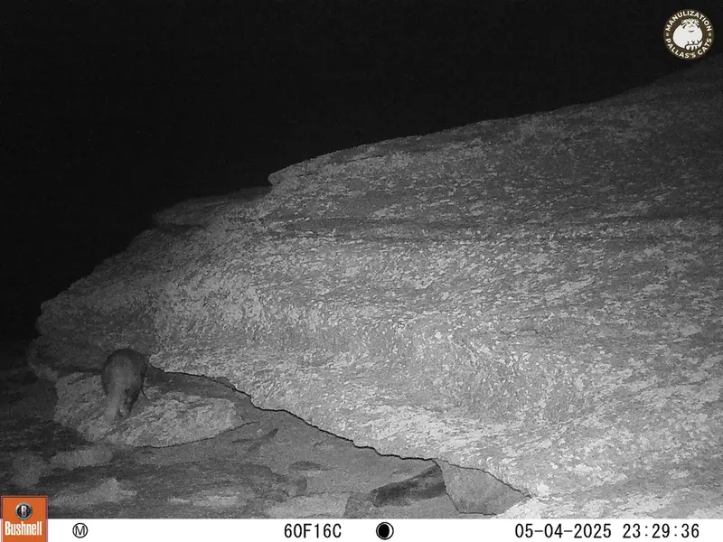 A photograph of Asian badger from Bektauata 1 camera trap