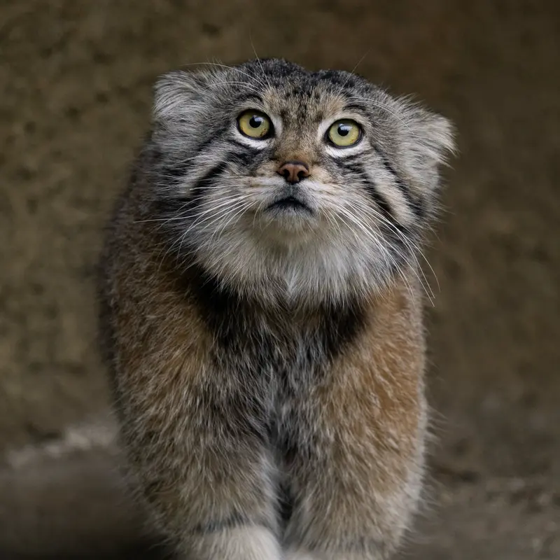 A photograph of Lev in Kobe Animal Kingdom