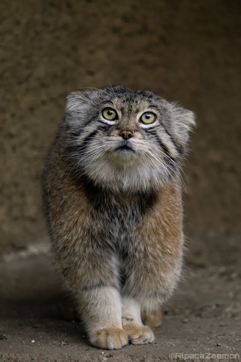 A photograph of Lev in Kobe Animal Kingdom