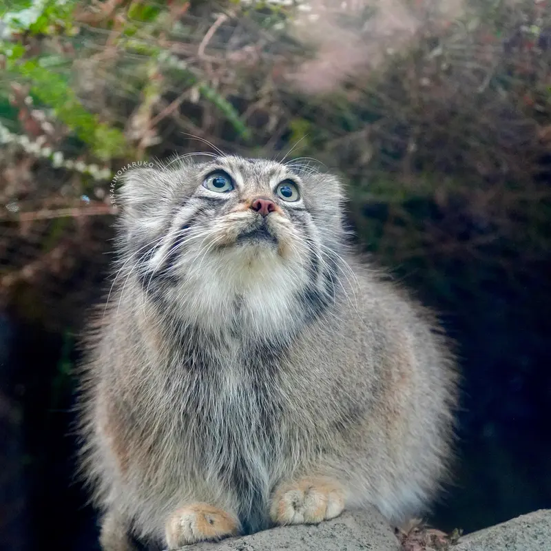 A photograph of Az in Kobe Animal Kingdom