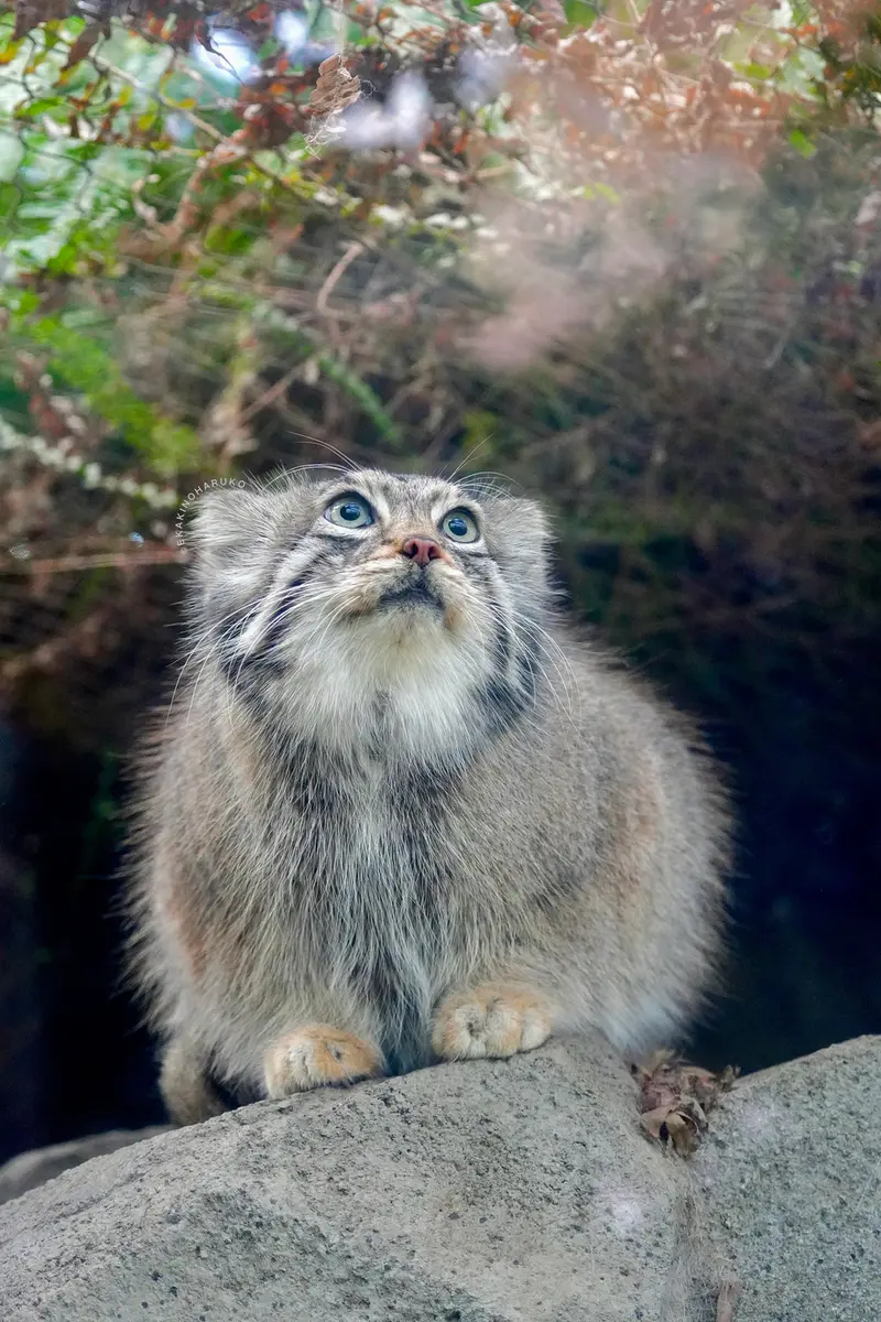 A photograph of Az in Kobe Animal Kingdom