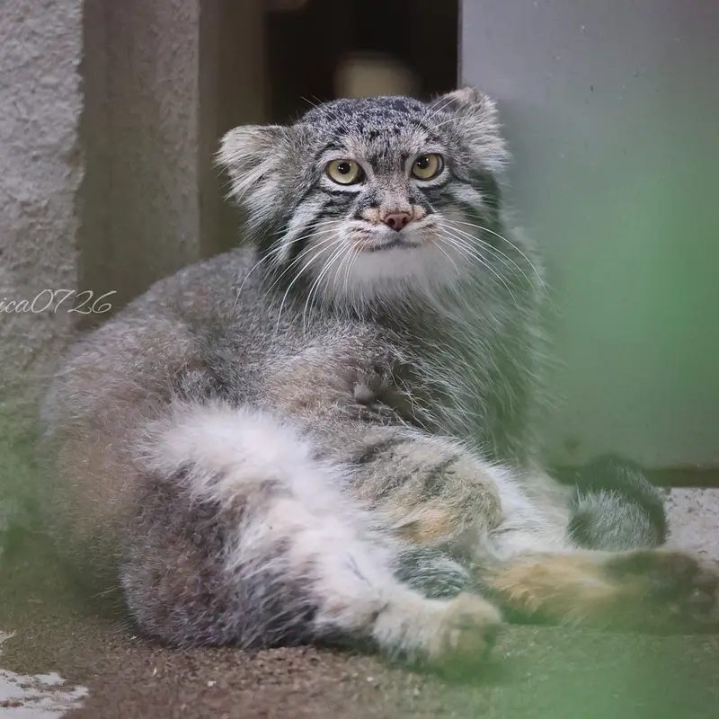A photograph of Figa in Nogeyama Zoo