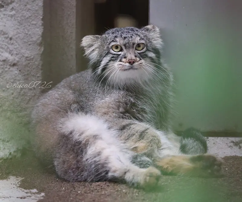 A photograph of Figa in Nogeyama Zoo