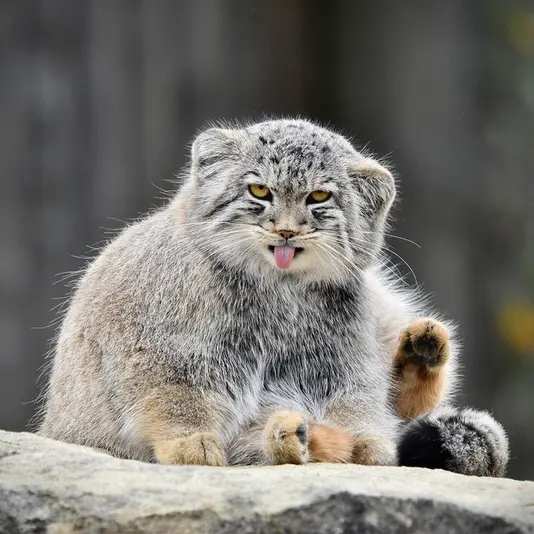 A photograph of Bat-Erdene in Port Lympne Wild Animal Park