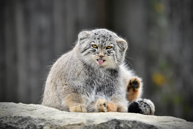 A photograph of Bat-Erdene in Port Lympne Wild Animal Park