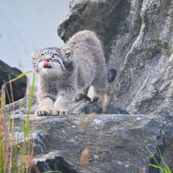 A photograph of Saga in Korkeasaari Zoo
