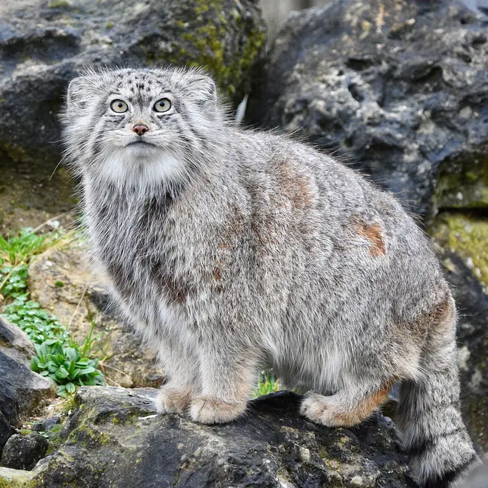 A photograph of a Pallas's cat in Port Lympne Wild Animal Park