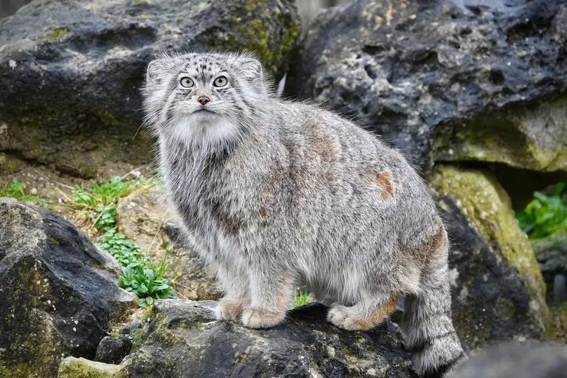 A photograph of a Pallas's cat in Port Lympne Wild Animal Park