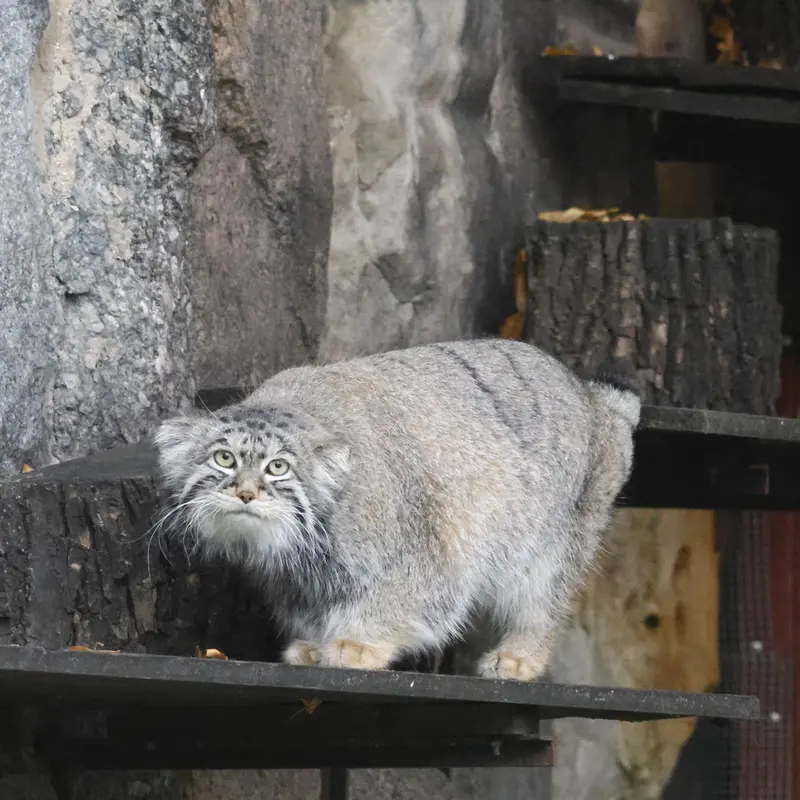 A photograph of Timofey in Moscow zoo