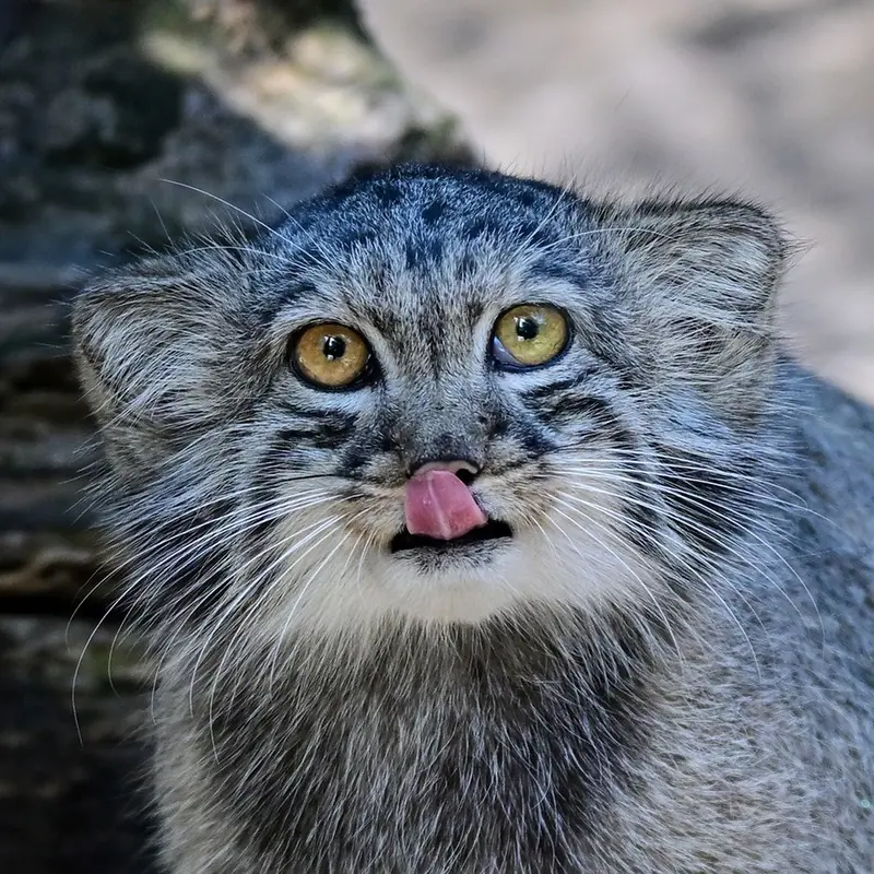 Boris Ⅱ the Pallas's cat from Budapest Zoo & Botanical Garden