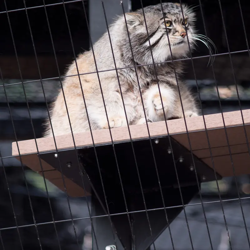 A photograph of Grusha in Asahiyama Zoo