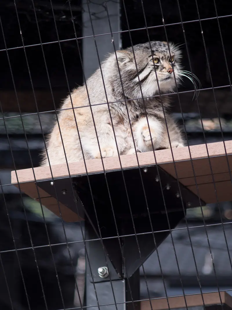 A photograph of Grusha in Asahiyama Zoo