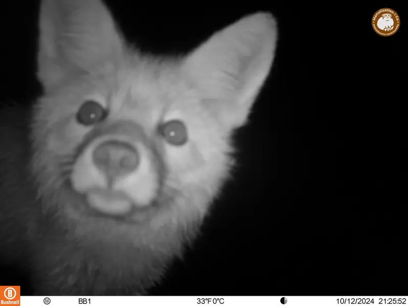 A photograph of Red fox from Aktas-Kunkora camera trap