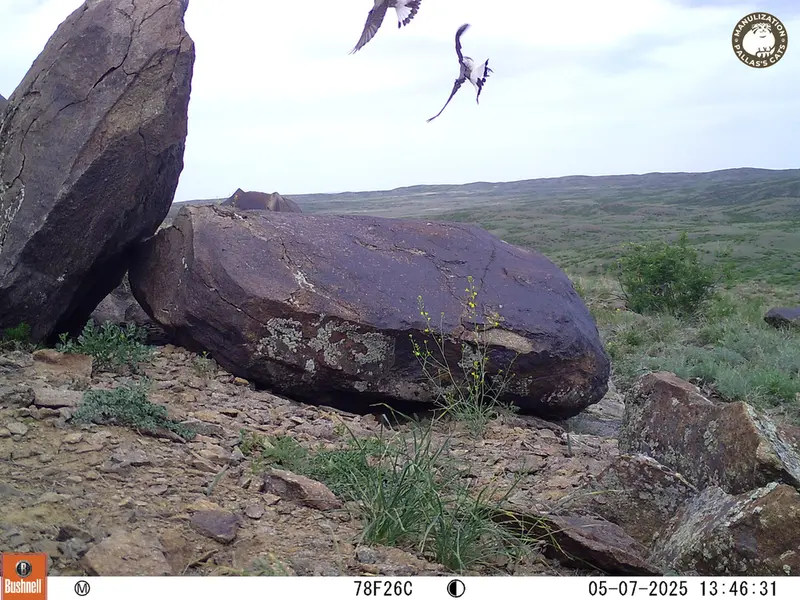 A photograph of a Pallas&#039;s cat from Koshkar camera trap