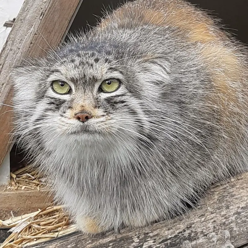 A photograph of Pomponnette in Lille Zoo