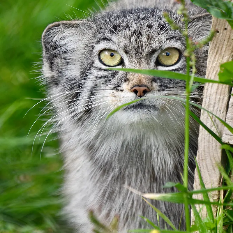 A photograph of Kharaa in Port Lympne Wild Animal Park