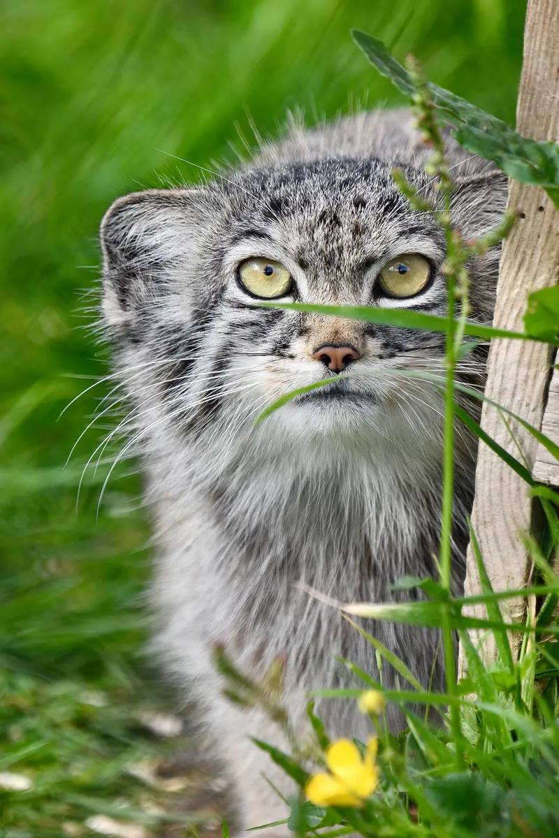A photograph of Kharaa in Port Lympne Wild Animal Park