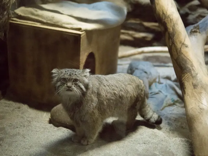 A photograph of Klyon in Ueno Zoological Gardens