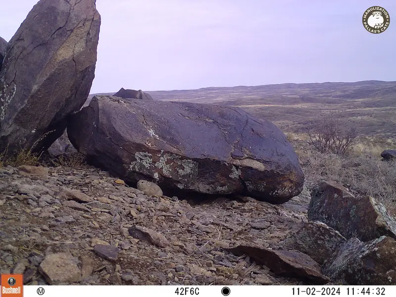 A photograph of Kazakh pika from Koshkar camera trap