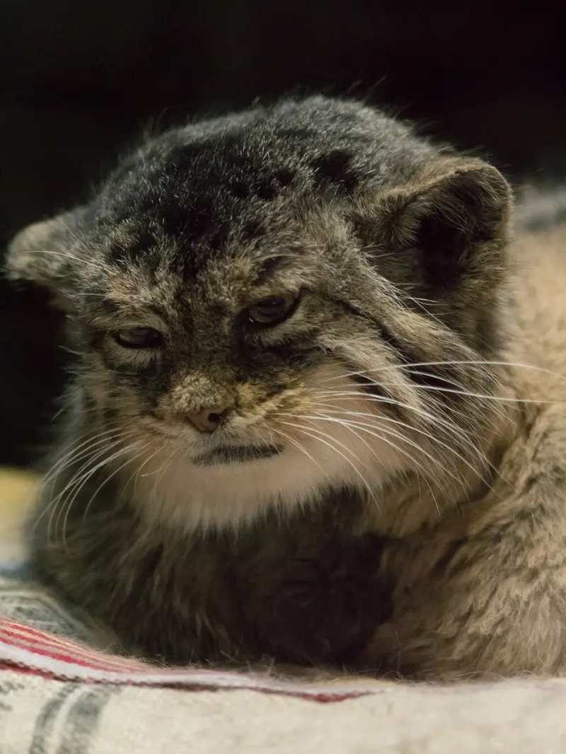 A photograph of Primula in Ueno Zoological Gardens