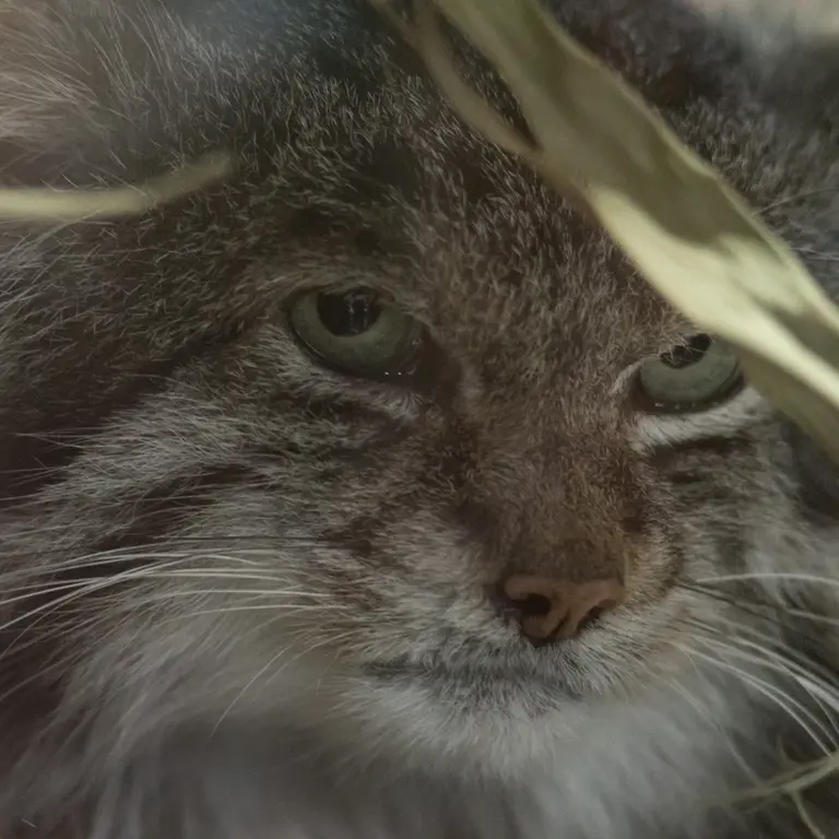 A photograph of Klyon in Ueno Zoological Gardens