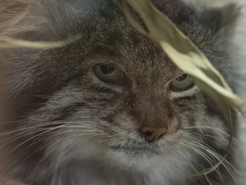 A photograph of Klyon in Ueno Zoological Gardens