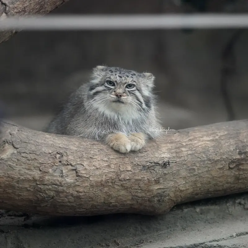 A photograph of Az in Kobe Animal Kingdom