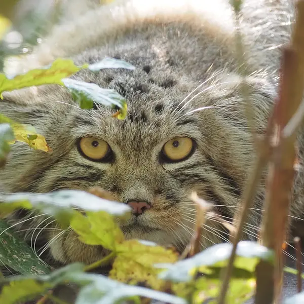 A photograph of Sayan in Gdansk Zoo