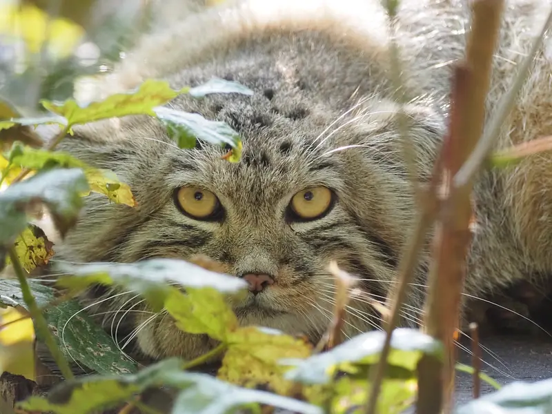 A photograph of Sayan in Gdansk Zoo